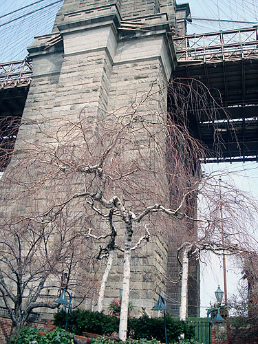 Silent spring at the River Cafe thanks to Waterfalls project