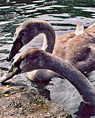 It ain’t ‘Swan’ lake for the beloved waterfowl of Prospect Park