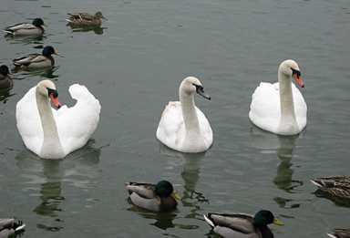 Prospect Park now has a real swan lake