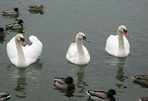 Prospect Park now has a real swan lake