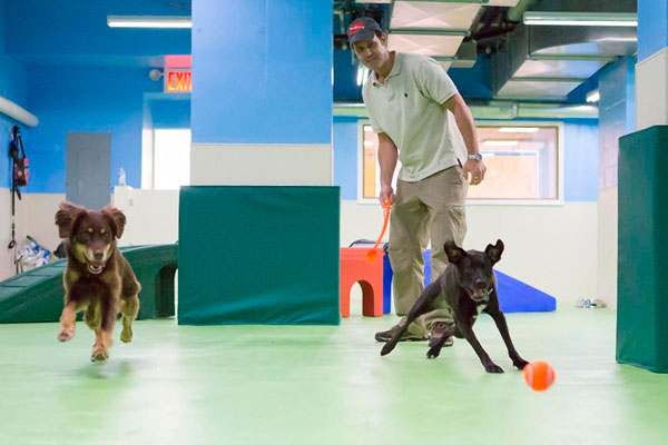 G-rooming house! Dog hotel and spa opens Downtown