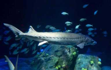 Fish tale: Endangered sea creatures join Coney’s New York Aquarium