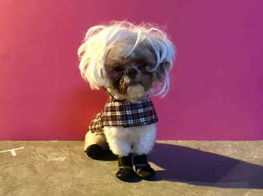 Puppy love: Dog stars in Williamsburg theater festival