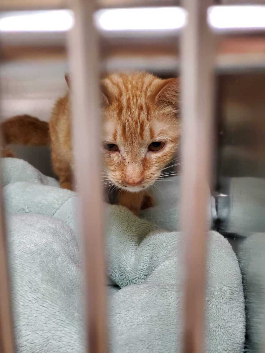 bensonhurst animal rescue