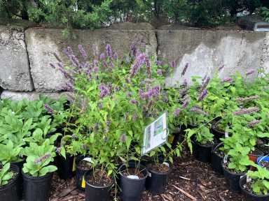 gowanus canal conservancy nursery