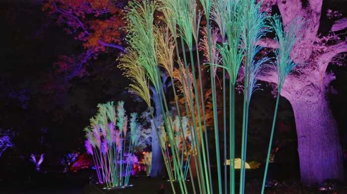 trees lit up with colorful lights at brooklyn botanic garden