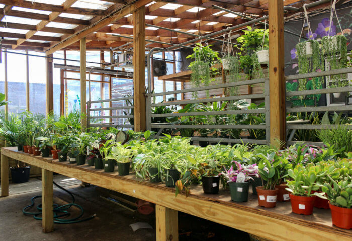 plants at kings county nurseries