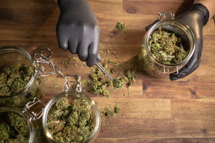 hands with marijuana and jars