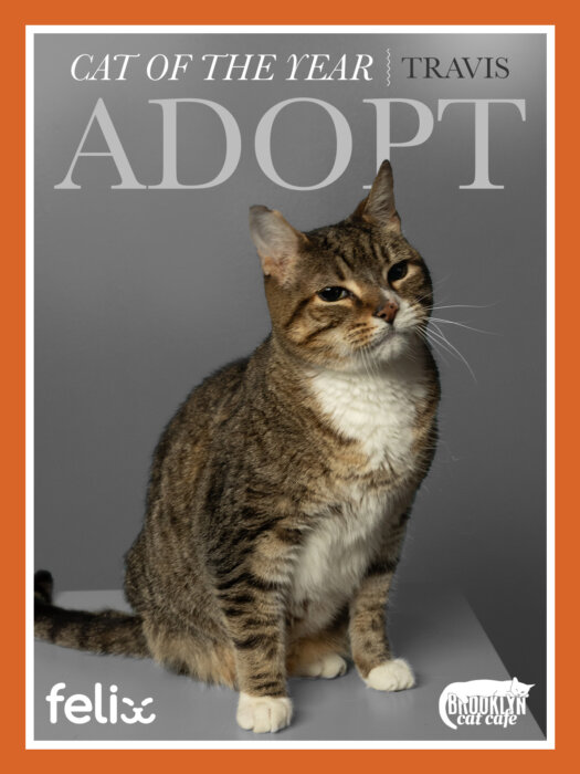 travis cat of the year