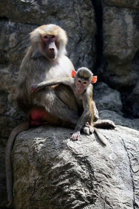baboon baby