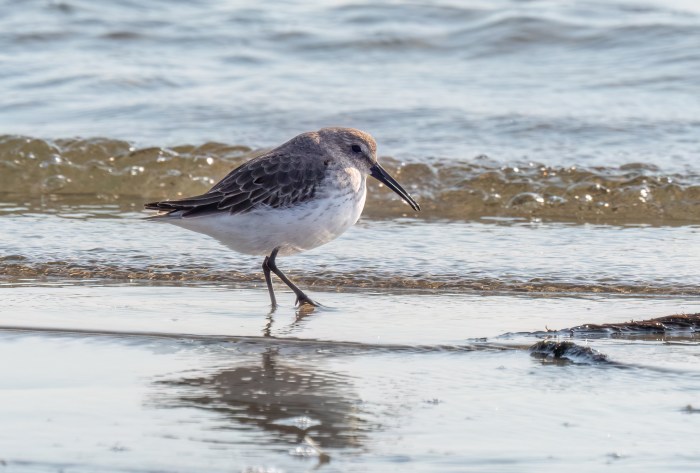 plumb beach bird