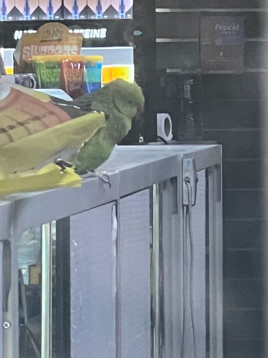 parrot in bay ridge smoke shop