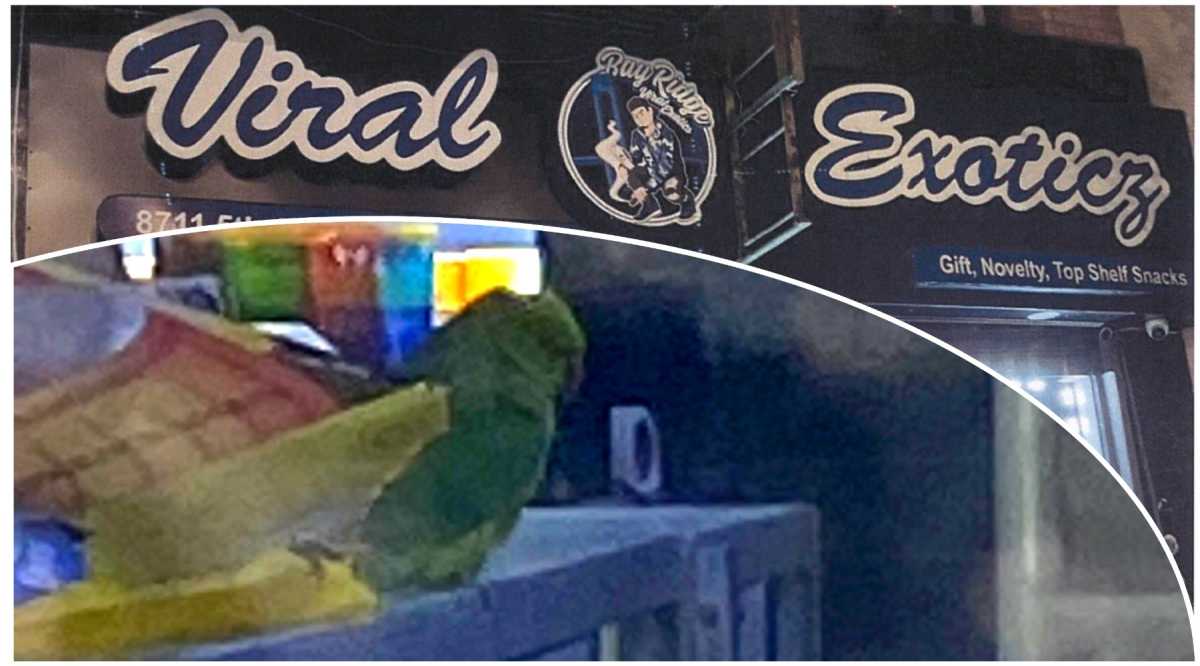 parrot in bay ridge smoke shop