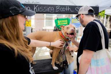 adopt shelter animal