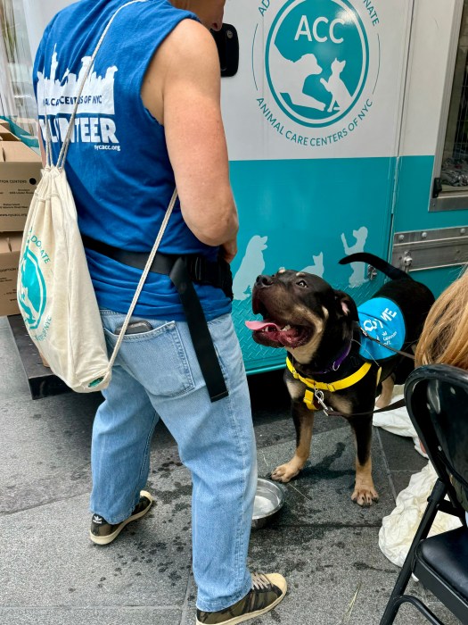 rescue dog borough hall shelter event