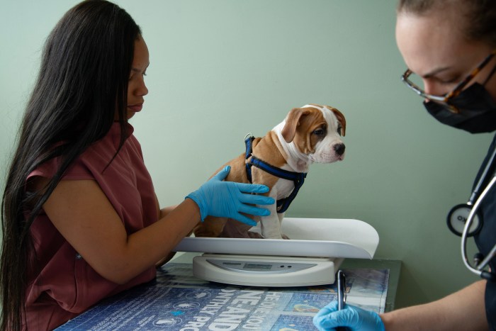 dog at flatbush veterinary clinic