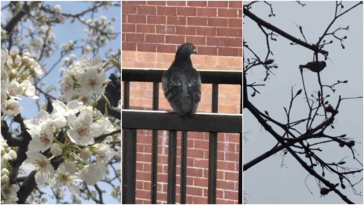 new utrecht pigeon newspaper