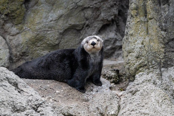 otter at new york aquarium