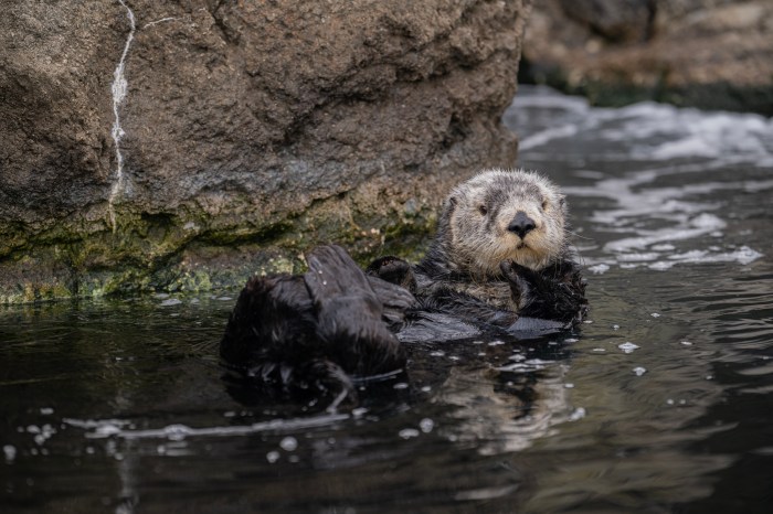 otter in water at new york aquarium