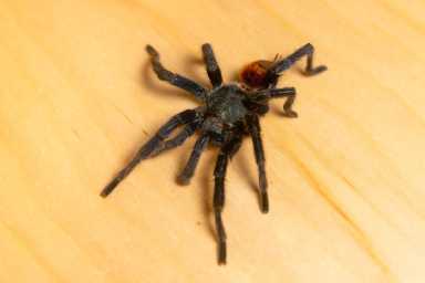 brooklyn children's museum tarantula