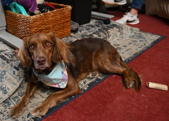 service dog at friends of firefighters