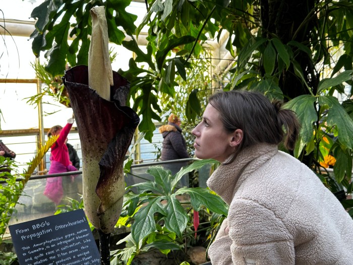visitor smelling corpse flower at brooklyn botanic garden