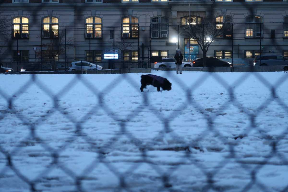 dog at green central knoll in bushwick