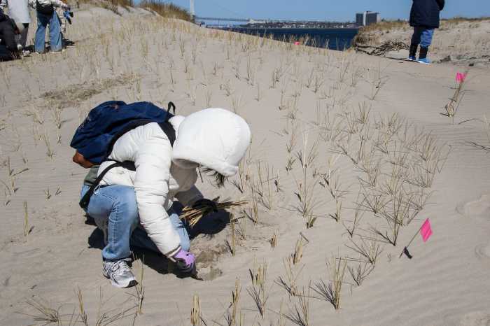beach grass planting