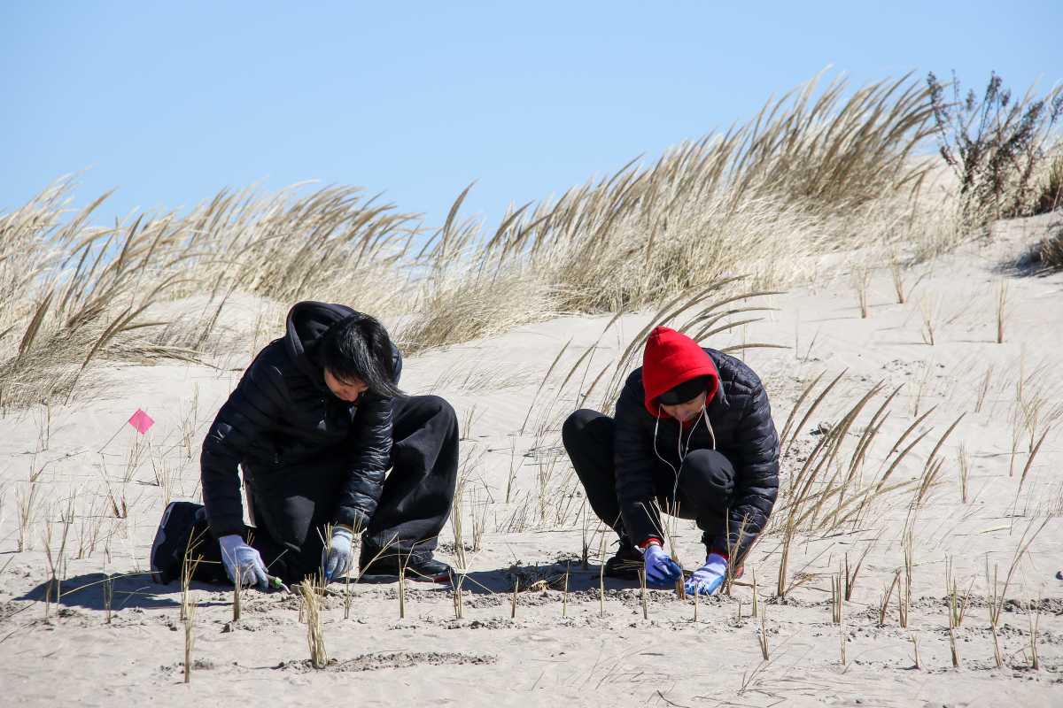 beach grass planting on coney island