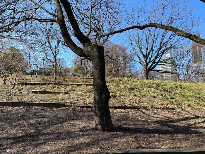 norway maple tree in fort greene park