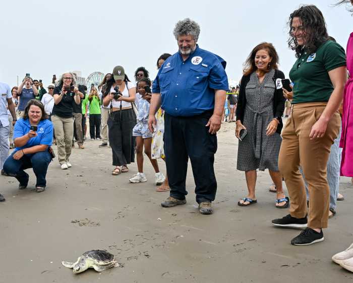 elton sea turtle walking away from crowd