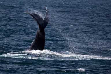 humpback whale