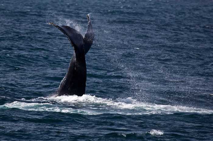 humpback whale
