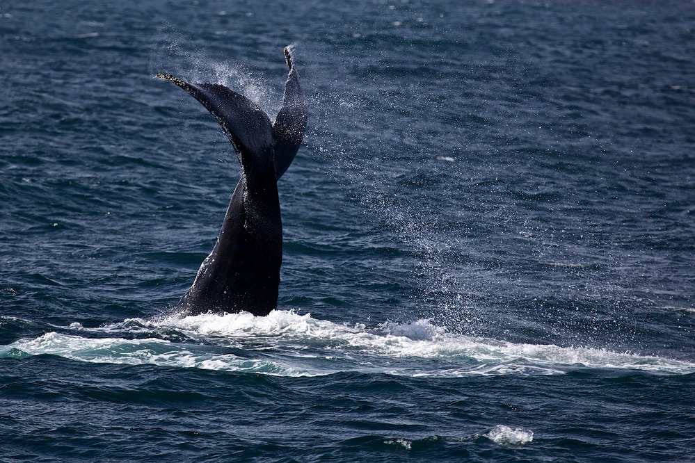 humpback whale
